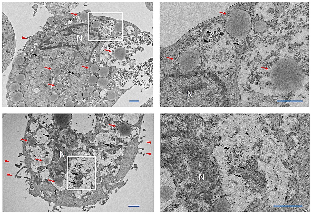 BPC-157 e Alcol: Cosa Dice Davvero la Ricerca (e Perche Nessuno Puo Rispondere) 1 BPC-157 e alcol: micrografia di tessuto epiteliale nella ricerca sulla riparazione tissutale